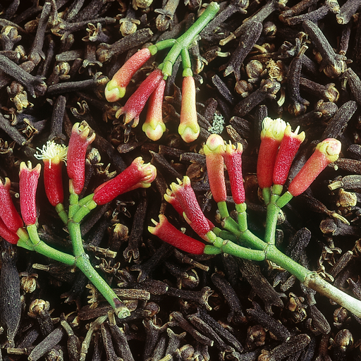 Clove Bud Essential Oil - MakeItNatural
