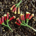 Clove Bud Essential Oil - MakeItNatural