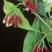 Clove Leaf Essential Oil - MakeItNatural