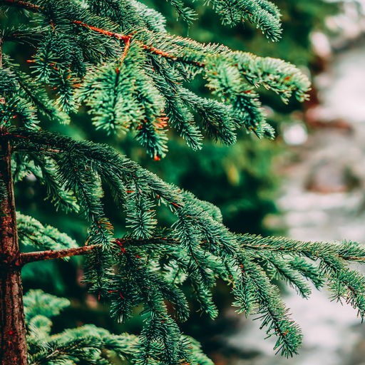 Cypress Essential Oil - MakeItNatural