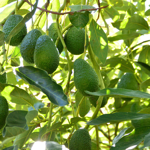 Avocado Virgin Carrier Oil Cold Pressed - MakeItNatural