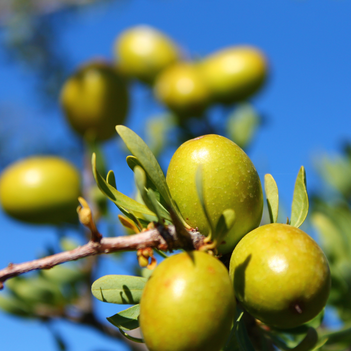 Argan Carrier Oil Organic & Cold Pressed - MakeItNatural