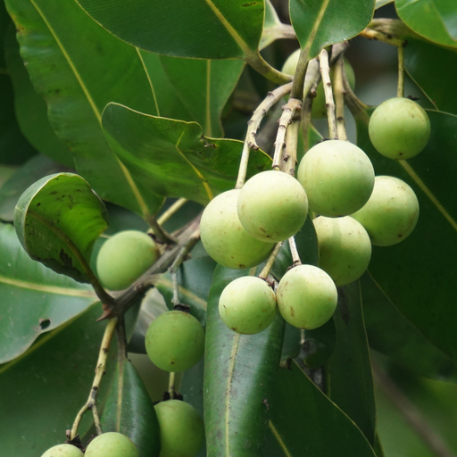 Tamanu Carrier Oil Organic & Cold Pressed - MakeItNatural