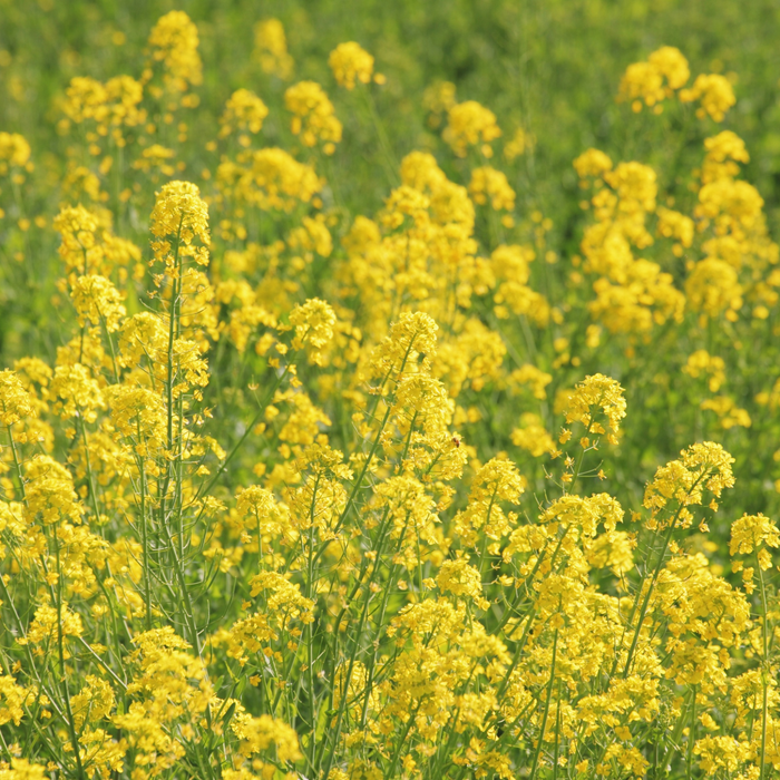 Vegetable Glycerin Oil 100% Pure & Natural - MakeItNatural