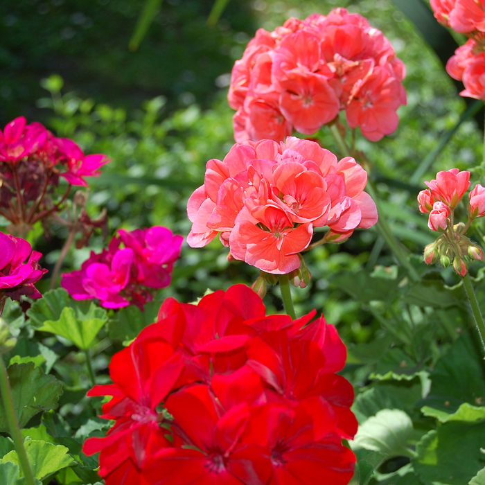 Geranium Hydrosol Floral Water - MakeItNatural