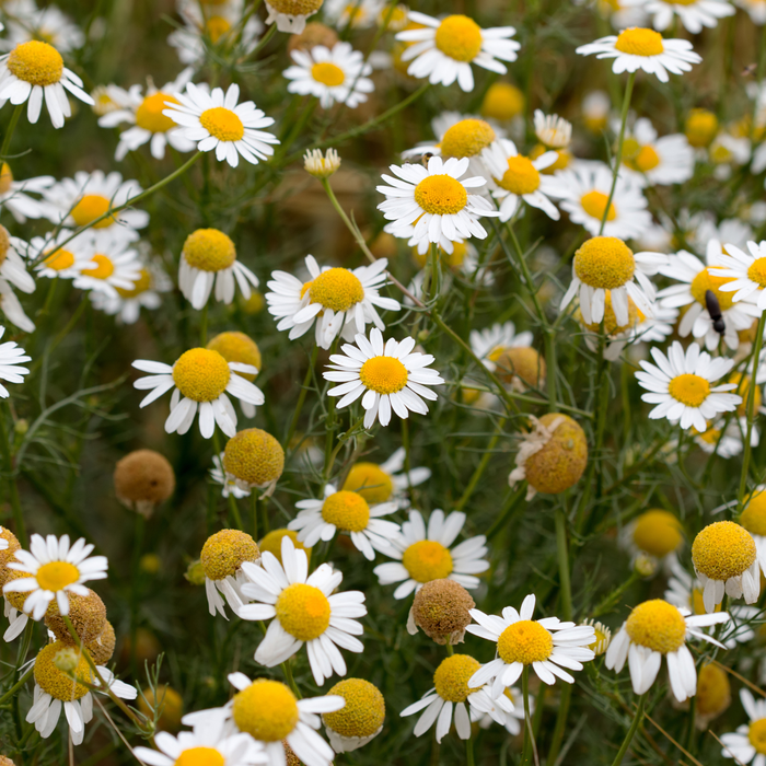 English Chamomile Hydrosol Floral Water - MakeItNatural