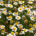 English Chamomile Hydrosol Floral Water - MakeItNatural