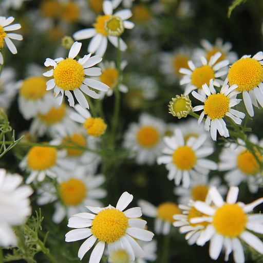 German Chamomile Hydrosol Floral Water - MakeItNatural