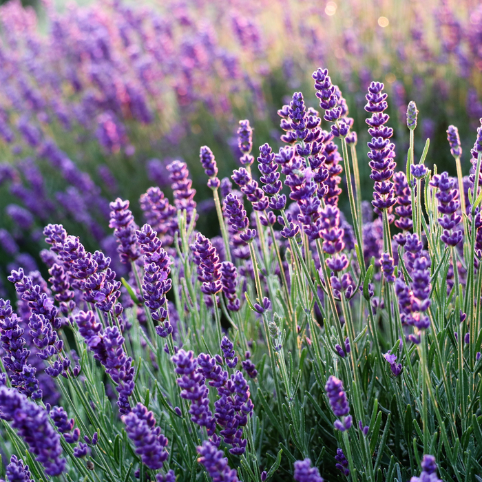 Lavender Hydrosol Floral Water - MakeItNatural