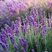 Lavender Hydrosol Floral Water - MakeItNatural