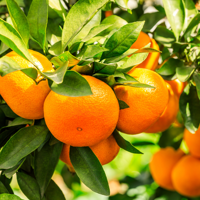 Orange Hydrosol Floral Water - MakeItNatural