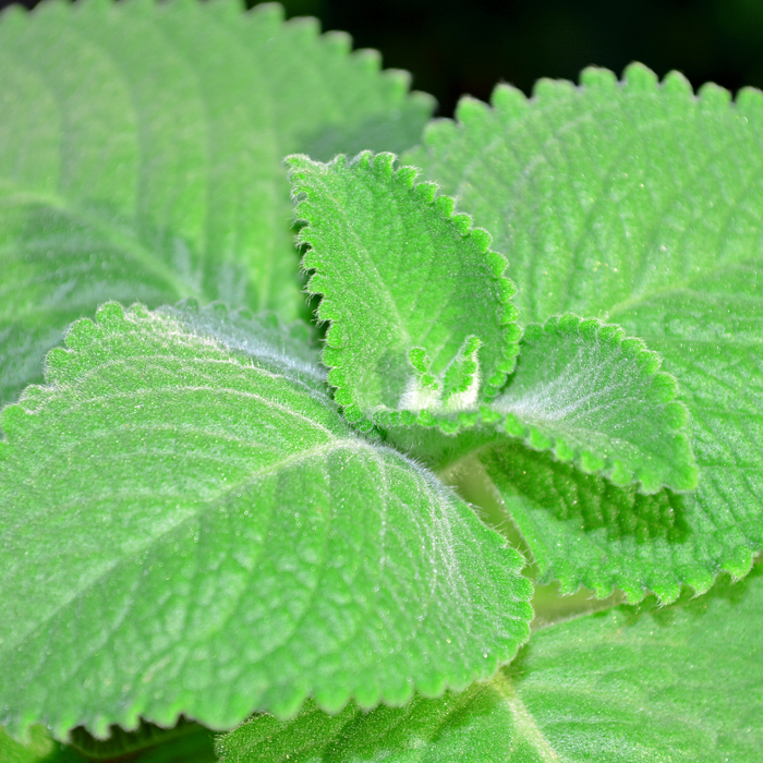 Oregano Essential Oil - MakeItNatural