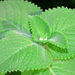 Oregano Essential Oil - MakeItNatural