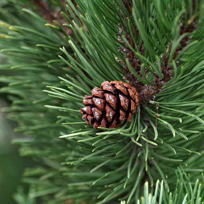 Pine Needle Essential Oil - MakeItNatural