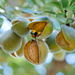 Almond Sweet Carrier Oil - MakeItNatural