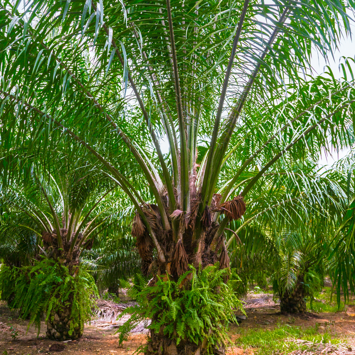 Babassu Virgin Carrier Oil