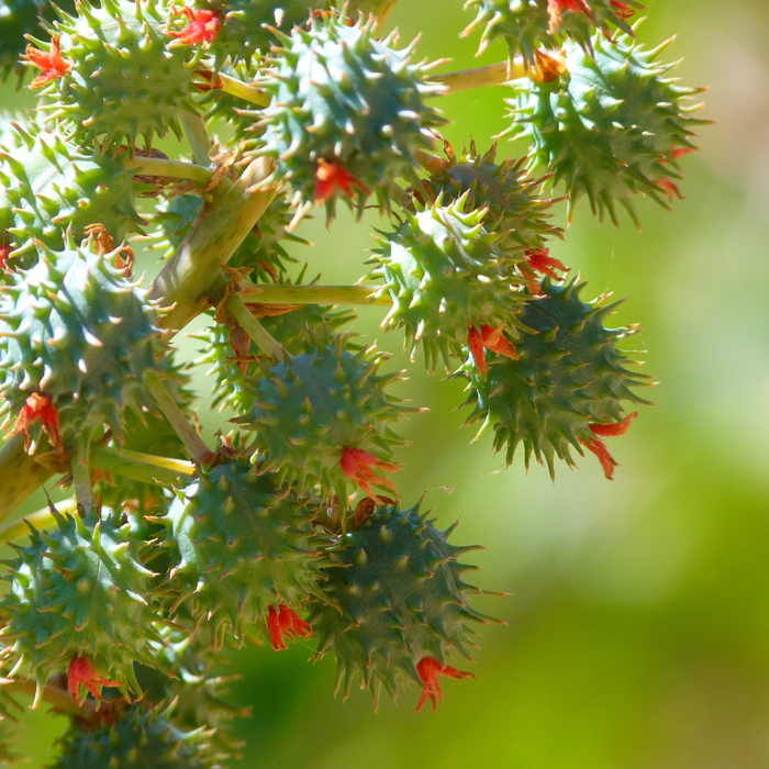 Castor Carrier Oil - MakeItNatural