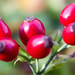 Organic Rosehip Carrier Oil - MakeItNatural