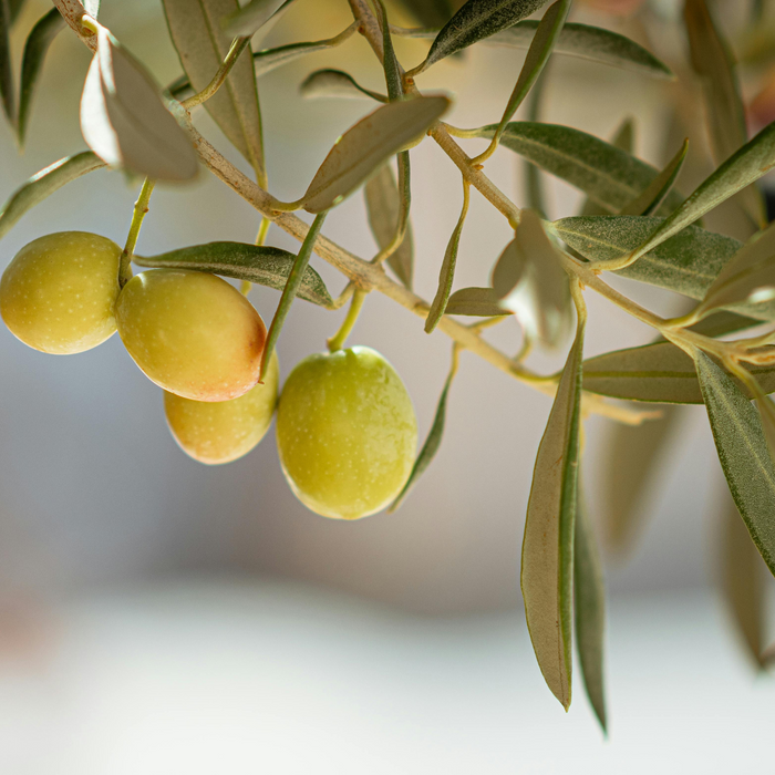 Olive Squalene Carrier Oil - MakeItNatural