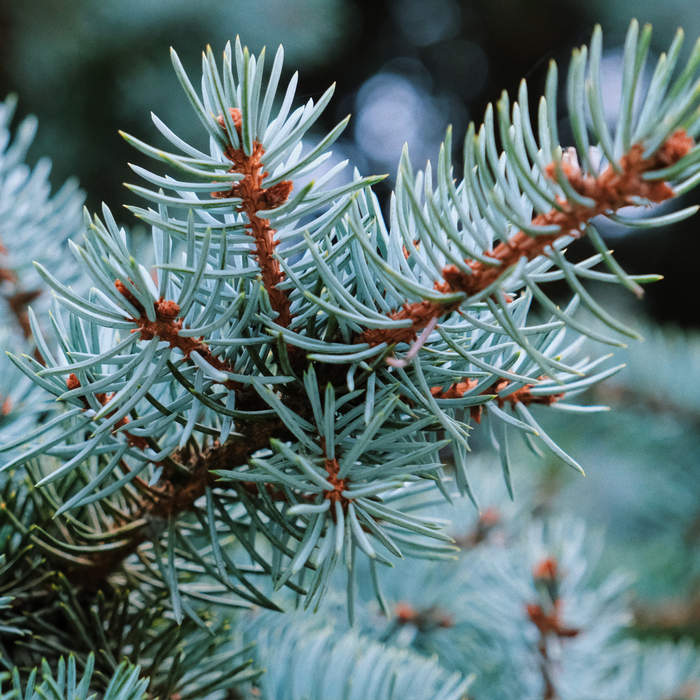 Fir Needle Essential Oil - MakeItNatural