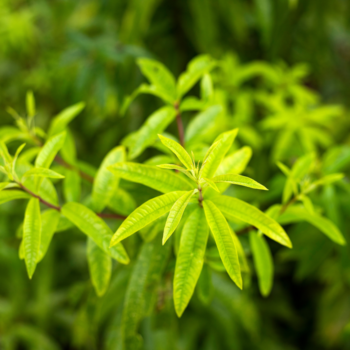 Lemon Verbena Essential Oil - MakeItNatural