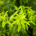 Lemon Verbena Essential Oil - MakeItNatural