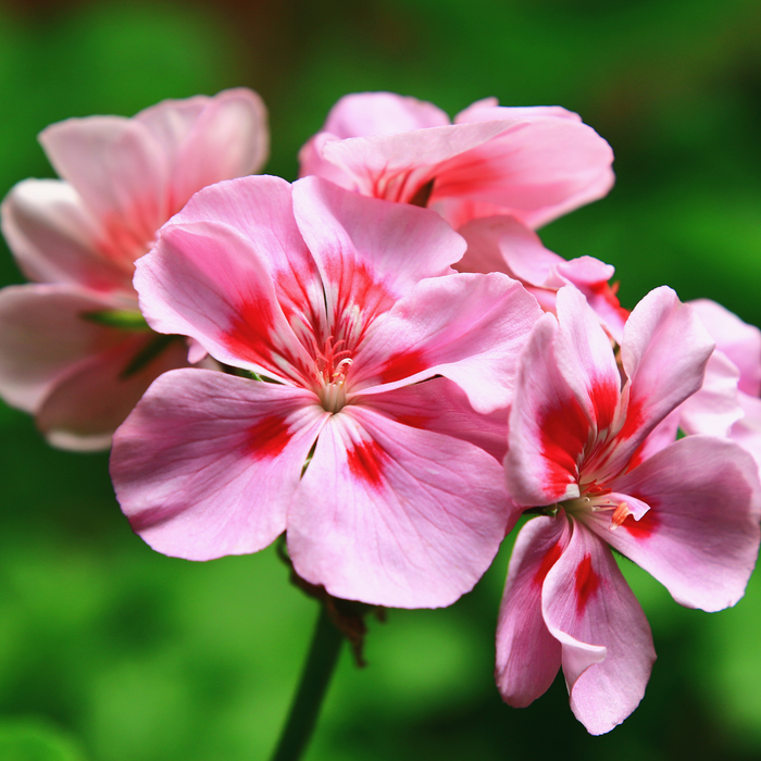 Geranium Bourbon Essential Oil - MakeItNatural