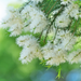 Tea Tree (Australian) Essential Oil - MakeItNatural