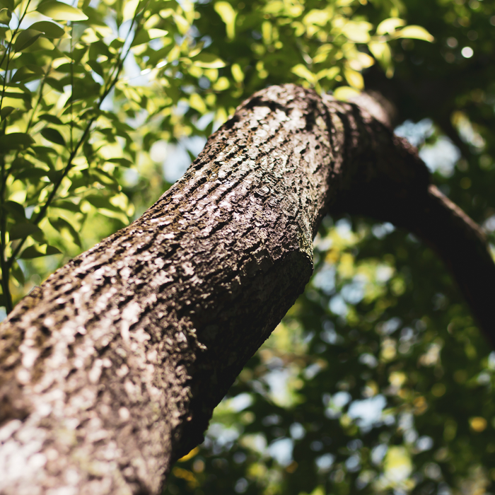 Ho Wood Essential Oil - MakeItNatural