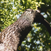 Ho Wood Essential Oil - MakeItNatural