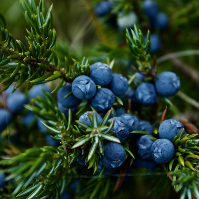 Juniper Berry Essential Oil - MakeItNatural