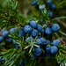 Juniper Berry Essential Oil - MakeItNatural