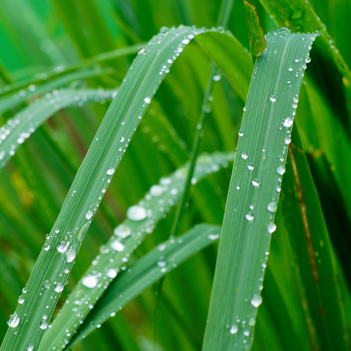 Lemongrass Essential Oil - MakeItNatural