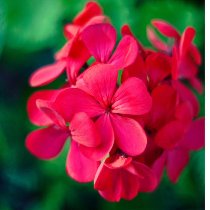 Rose Geranium Essential Oil - MakeItNatural