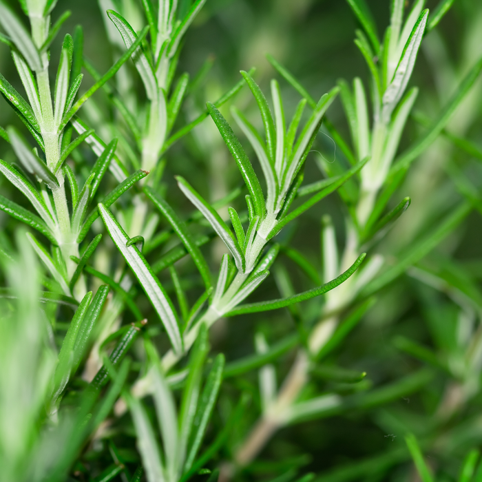Rosemary Essential Oil - MakeItNatural