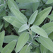 Sage Leaf Essential Oil - MakeItNatural