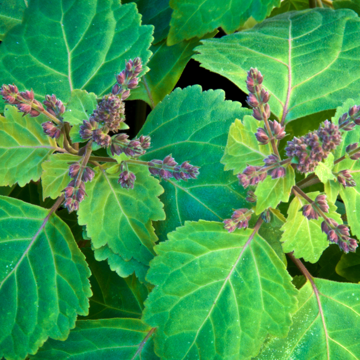 Patchouli Essential Oil - MakeItNatural