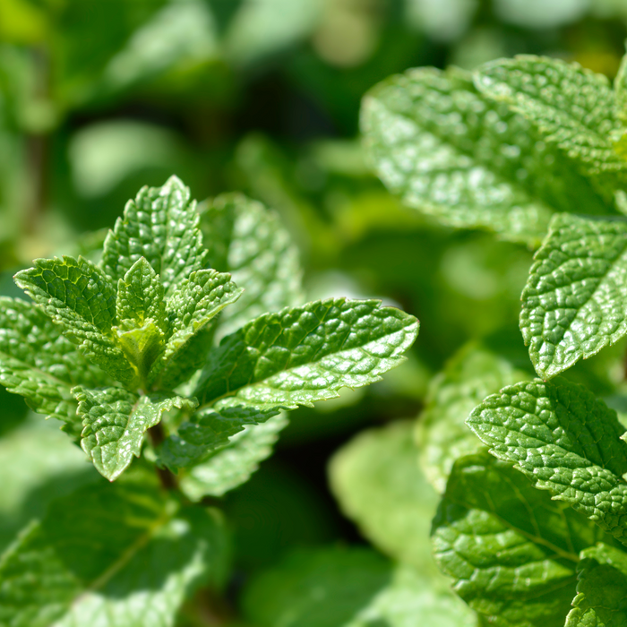 Spearmint Essential Oil - MakeItNatural