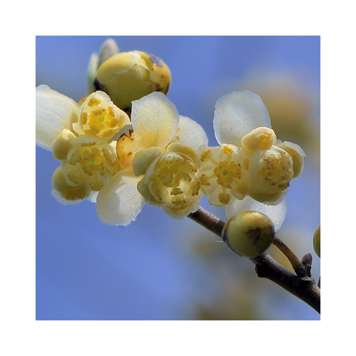 May Chang Essential Oil - MakeItNatural
