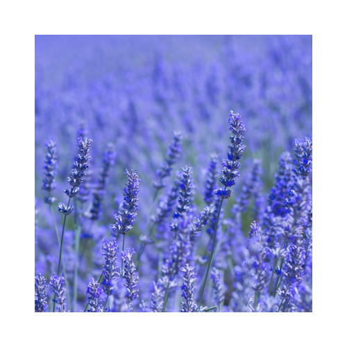 Lavandin Extra Blue Essential Oil - MakeItNatural