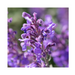 Lavender Essential Oil - MakeItNatural