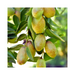 Jojoba Refined Carrier Oil - MakeItNatural