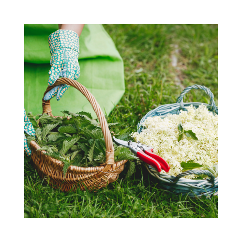 Elderflower and Nettle Fragrance Oil - MakeItNatural