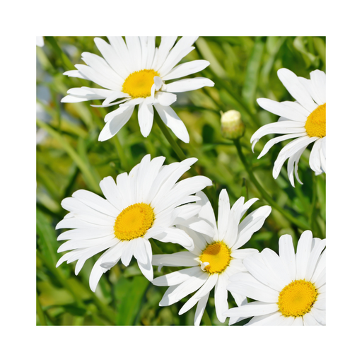 Chamomile German Blue Essential Oil Dilution - MakeItNatural