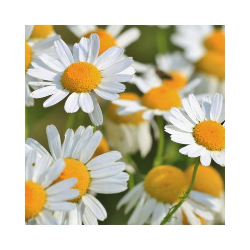 Chamomile Roman Essential Oil Dilution - MakeItNatural