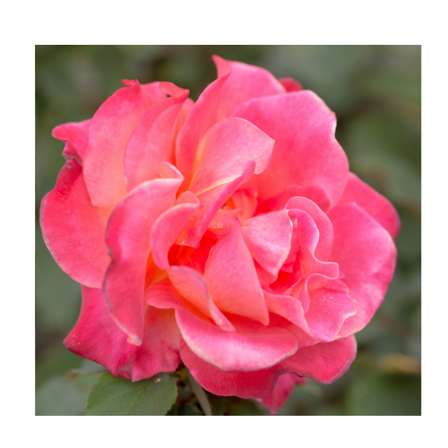 Rose Damask Absolute Oil Dilution - MakeItNatural