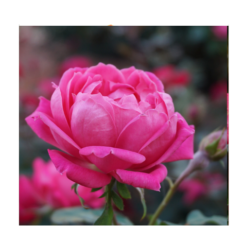 Rose Bulgarian Absolute Oil Dilution - MakeItNatural