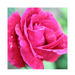 Rose Otto Essential Oil Dilution - MakeItNatural