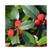 Wintergreen Essential Oil - MakeItNatural