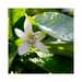 Neroli Hydrosol Floral Water - MakeItNatural